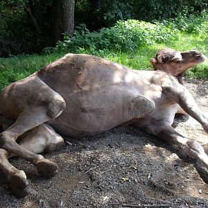 Bodensee Zoo ?berlingen - dromedary camel