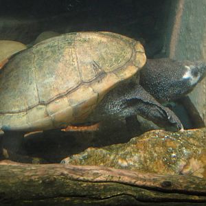 Giant musk turtle at Bronx zoo 2014-12-29