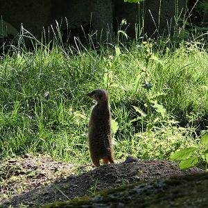 Burgers' Zoo Arnhem (August 2013)