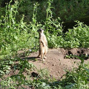 Burgers' Zoo Arnhem (August 2013)