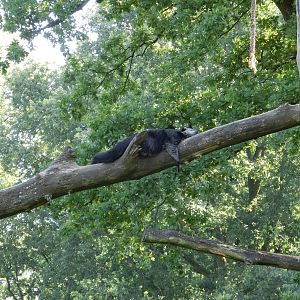 Burgers' Zoo Arnhem (August 2013)