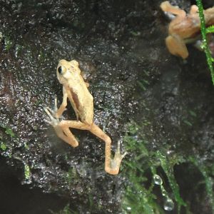 Kihansi spray toad at Bronx zoo 2014-12-29