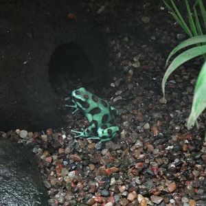 Green and black dart frog at Bronx zoo 2014-12-29