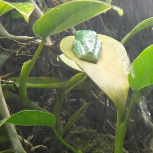 Red-eyed treefrog at Bronx zoo 2014-12-29