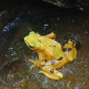 Panamanian golden frog at Bronx zoo 2014-12-29