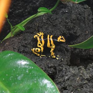 Yellow-banded poison dart frog at Bronx zoo 2014-12-29