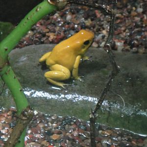 Golden poison dart frog at Bronx zoo 2014-12-29