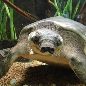 Fly river turtle at Bronx zoo 2014-12-29