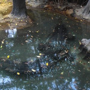 False gharial at Bronx zoo 2014-12-29