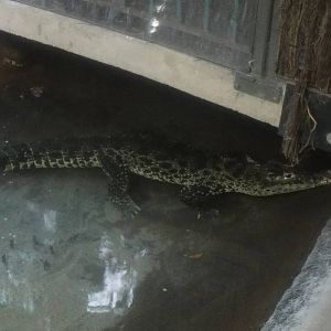 Cuban crocodile at Bronx zoo 2014-12-29