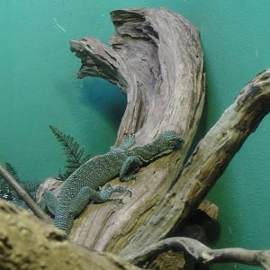 Green tree monitor at Bronx zoo 2014-12-29