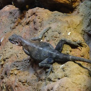 Common agama at Bronx zoo 2014-12-29