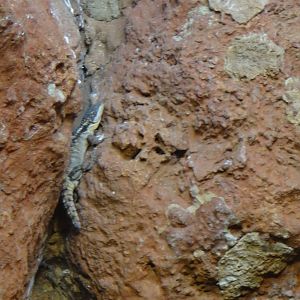 Tropical girdled lizard at Bronx zoo 2014-12-29