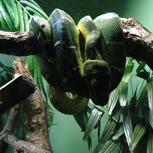 Emerald tree boa at Bronx zoo 2014-12-29
