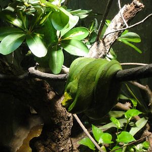Green tree python at Bronx zoo 2014-12-29