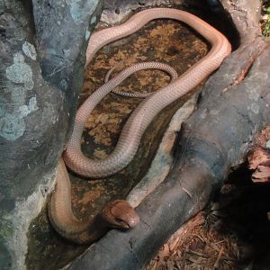 King cobra at Bronx zoo 2014-12-29