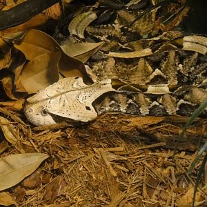 Gaboon viper at Bronx zoo 2014-12-29