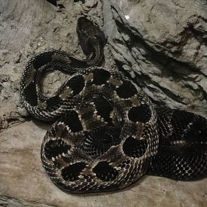 Timber rattlesnake at Bronx zoo 2014-12-29