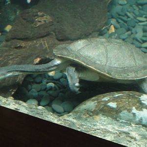 Giant snake-necked turtle at Bronx zoo 2014-12-29