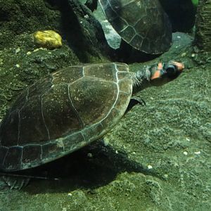 Red-headed amazon sideneck at Bronx zoo 2014-12-29