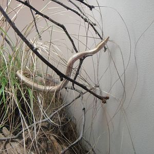 Long-headed scaly-foot at Bronx zoo 2014-12-29