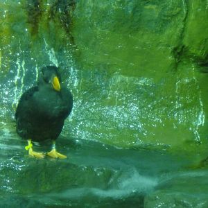 Tufted puffin at Bronx zoo 2014-12-29