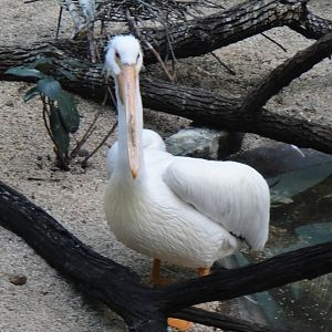 American white pelican at Bronx zoo 2014-12-29