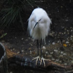 Little egret and Javan Pond Heron at Bronx zoo 2014-12-29