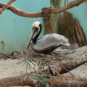 Brown pelican at Bronx zoo 2014-12-27