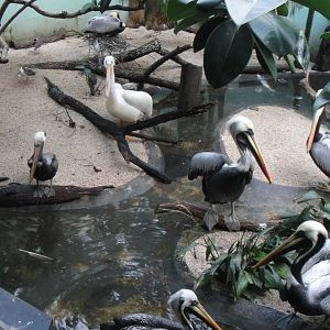 Brown pelican,  American white pelican and Peruvian pelican at Bronx zoo 20