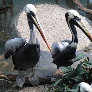 Peruvian pelican at Bronx zoo 2014-12-29