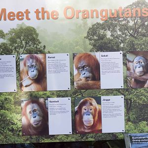 Orangutan Signage