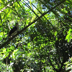 Unknown Bird Species at San Diego Zoo