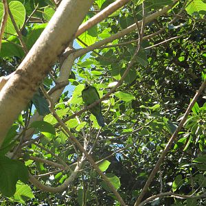 Unknown Bird Species at San Diego Zoo