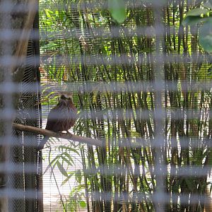 Unknown Bird Species at San Diego Zoo