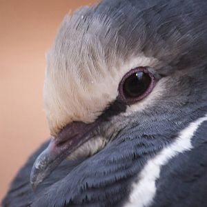 Wonga pigeon, 12/28/14