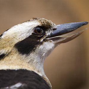 Laughing kookaburra, 12/28/14