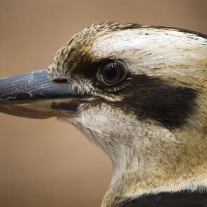 Laughing kookaburra, 12/28/14
