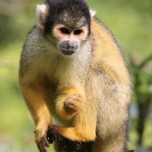 Squirrel monkey