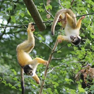 Squirrel monkeys