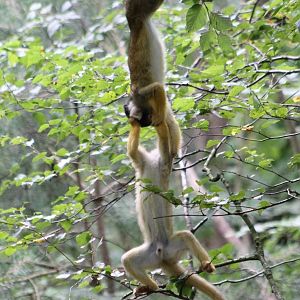 Squirrel monkeys