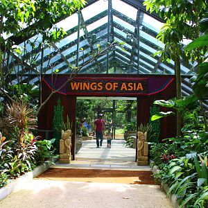 Wings of Asia