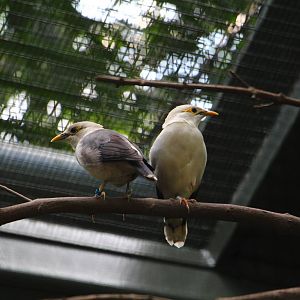 Wings of Asia - Black-winged Starling