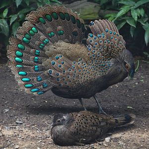 Wings of Asia - Malay Peacock Pheasant