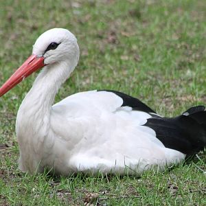 European white stork