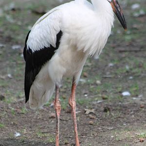 European white stork young bird