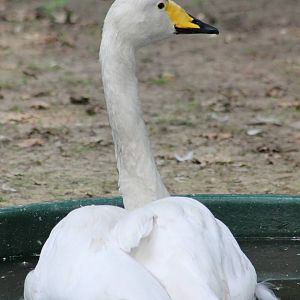 Whooper swan