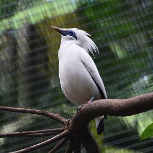 Wings of Asia - Bali Myna