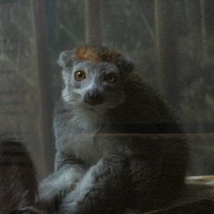 crowned lemur lpz
