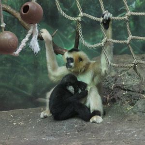 White Cheeked Gibbons LPZ